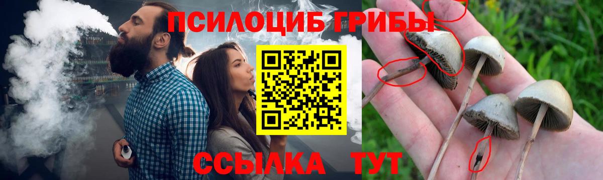 Похвистнево  купить   Вход с VPN  Псилоцибиновые грибы мицелий  Галлюциногенные грибы Psilocybe 